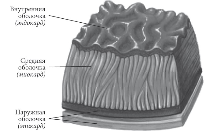 Лучшие методы лечения и профилактики инфаркта миокарда - i_002.jpg