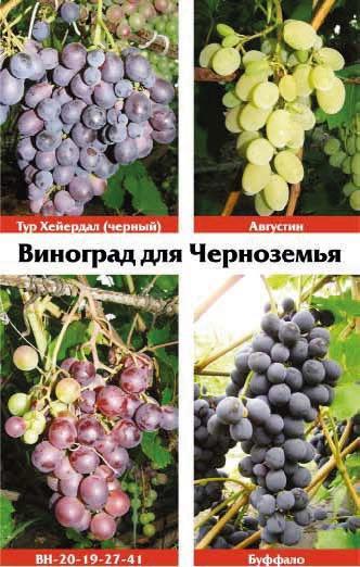 Виноградная лоза. Опыт выращивания - _1.jpg