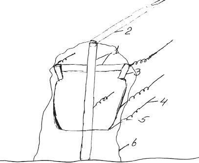 Виноградная лоза. Опыт выращивания - _10.jpg