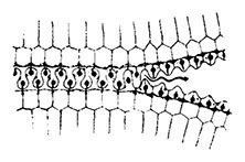 Планиверсум. Виртуальный контакт с двухмерным миром - img_014.jpg