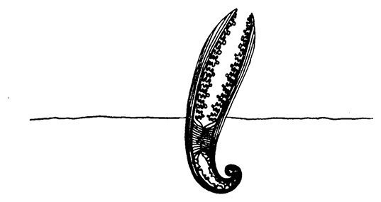 Планиверсум. Виртуальный контакт с двухмерным миром - img_018.jpg