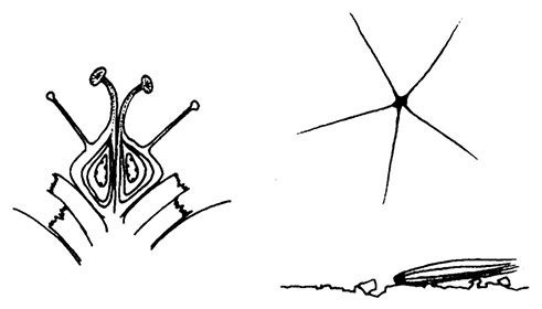 Планиверсум. Виртуальный контакт с двухмерным миром - img_029.jpg