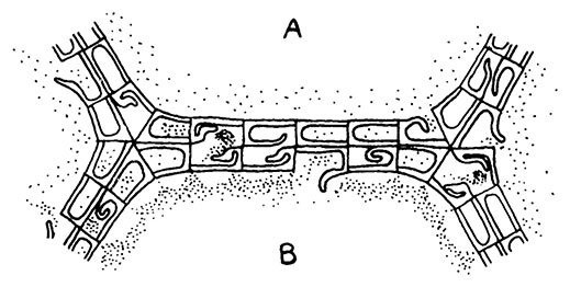 Планиверсум. Виртуальный контакт с двухмерным миром - img_114.jpg