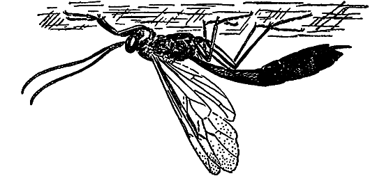 В мире насекомых - i_003.png