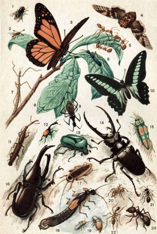 В мире насекомых - i_042.jpg