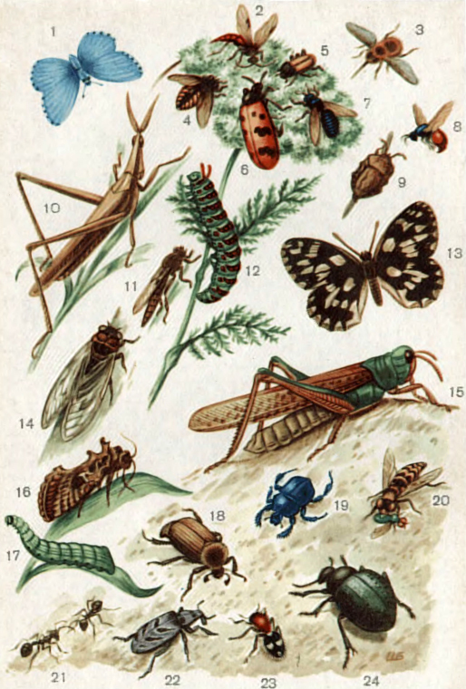 В мире насекомых - i_043.jpg