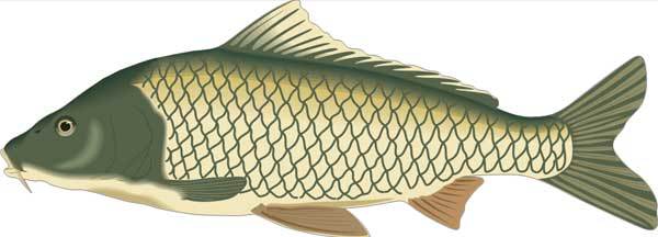 Ловля карпа, леща, толстолобика, белого амура. Секреты и хитрости успешной рыбалки - i_002.jpg