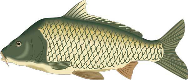 Ловля карпа, леща, толстолобика, белого амура. Секреты и хитрости успешной рыбалки - i_003.jpg