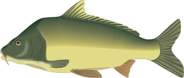 Ловля карпа, леща, толстолобика, белого амура. Секреты и хитрости успешной рыбалки - i_006.jpg