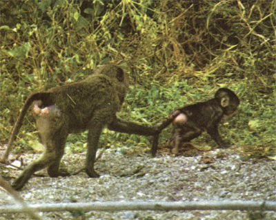 Недостающее звено - _000017f1.jpg