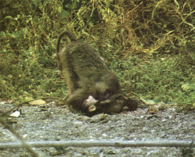 Недостающее звено - _000019f1.jpg