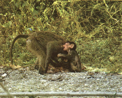 Недостающее звено - _000021f1.jpg