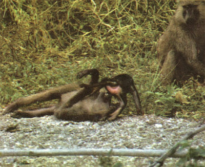 Недостающее звено - _000022f1.jpg