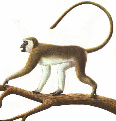 Недостающее звено - img012f1.jpg