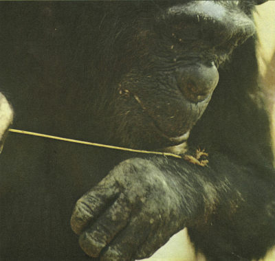 Недостающее звено - img021f1.jpg