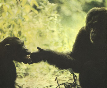 Недостающее звено - img025sf.jpg