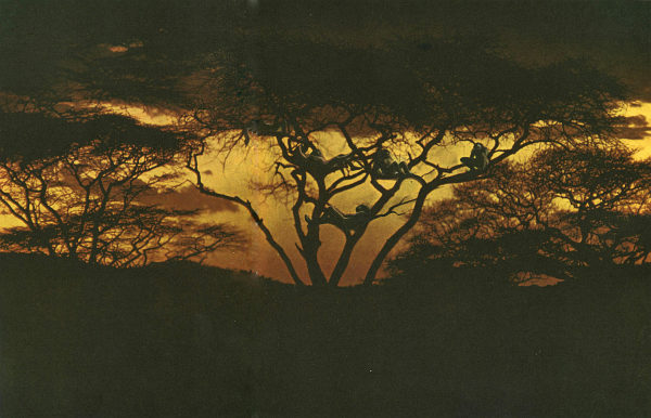 Недостающее звено - img007f.jpg