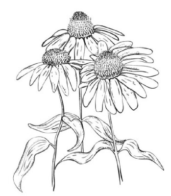 Цветник для ленивых. Цветы от последнего снега до первых морозов - i_024.jpg