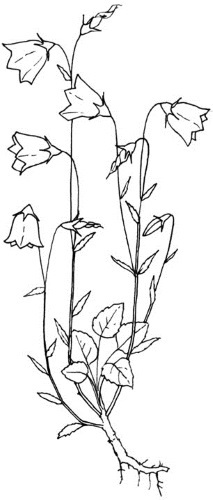 Цветник для ленивых. Цветы от последнего снега до первых морозов - i_025.jpg