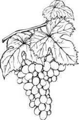 Цветник для ленивых. Цветы от последнего снега до первых морозов - i_036.jpg