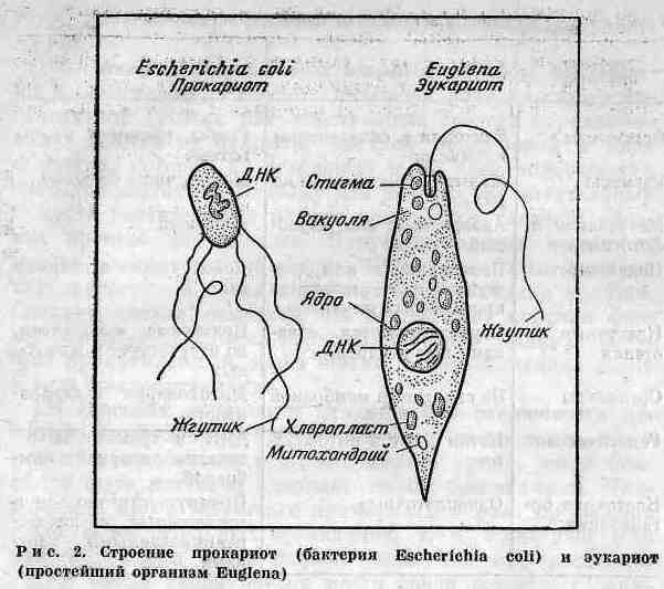 Возникновение и развитие жизни на Земле - i_007.jpg