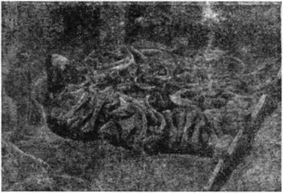 Записки палеонтолога. По следам предков - i_007.jpg