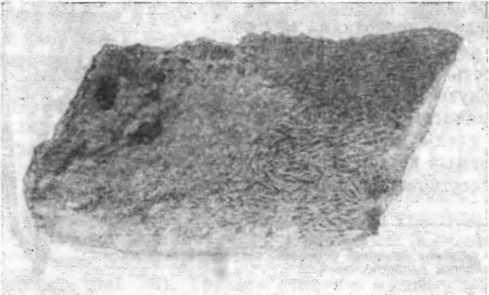 Записки палеонтолога. По следам предков - i_042.jpg