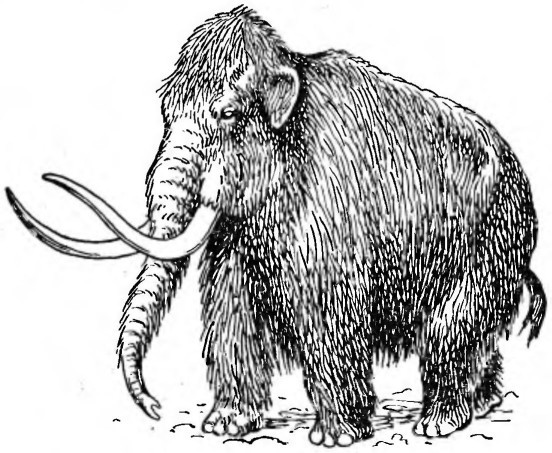 Почему вымерли мамонты - i_005.jpg