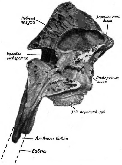 Почему вымерли мамонты - i_006.jpg