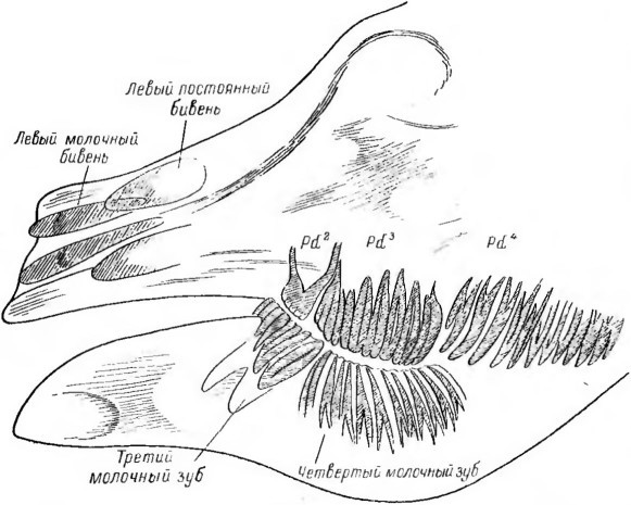 Почему вымерли мамонты - i_007.jpg