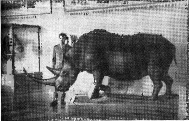 Почему вымерли мамонты - i_011.jpg