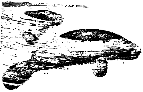 Исчезающие животные Америки - _46.png