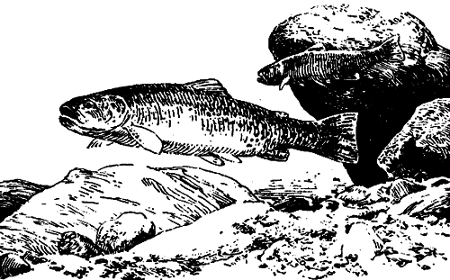 Исчезающие животные Америки - _69.png