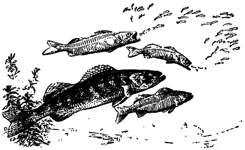 Исчезающие животные Америки - _70.png