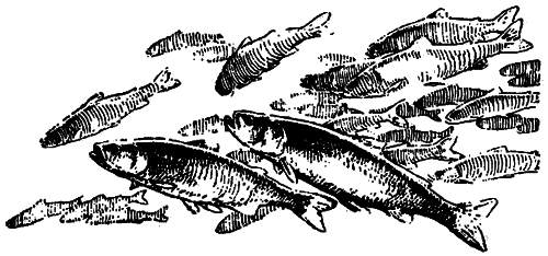 Исчезающие животные Америки - _71.png