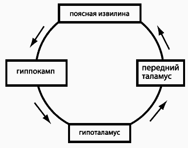 Эмоциональный интеллект. Как разум общается с чувствами - _028.png