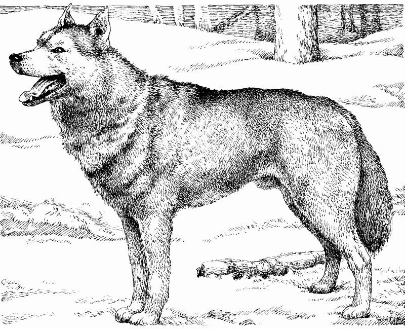 Энциклопедия заядлого охотника - i_004.jpg