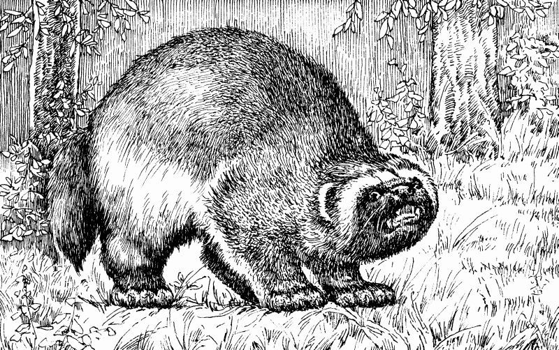 Энциклопедия заядлого охотника  - i_013.jpg