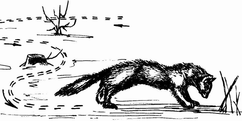 Энциклопедия заядлого охотника  - i_016.jpg