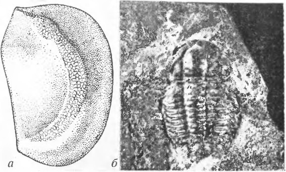 Что произошло 600 миллионов лет назад - i_015.jpg