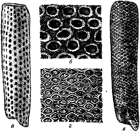 Что произошло 600 миллионов лет назад - i_017.png