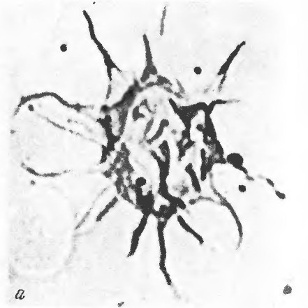 Что произошло 600 миллионов лет назад - i_023.jpg