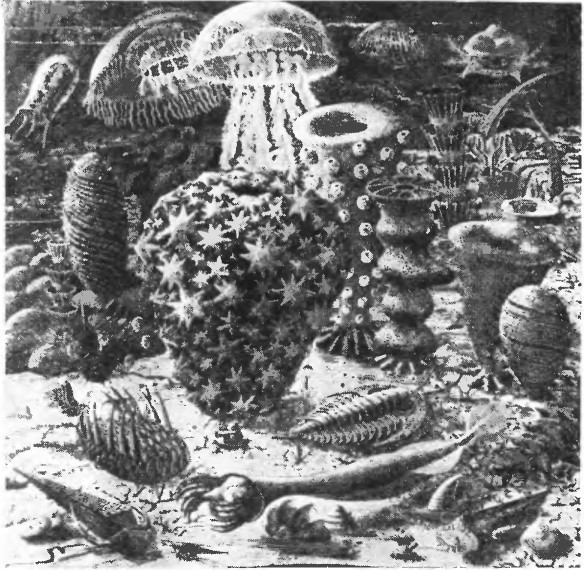 Что произошло 600 миллионов лет назад - i_034.jpg