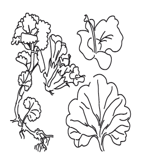 Новейший травник. Растения-целители от А до Я - i_008.png