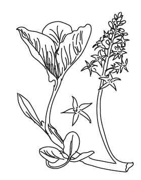 Новейший травник. Растения-целители от А до Я - i_009.png