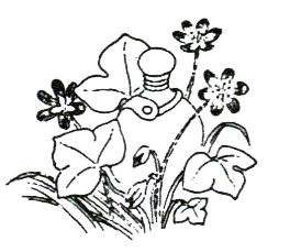 Походная книга муми-тролля - i_067.png