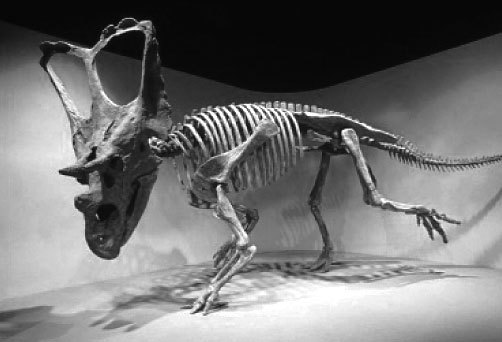 Поведение: эволюционный подход - _08.jpg