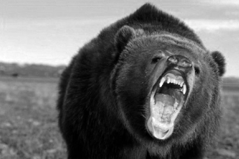 Поведение: эволюционный подход - _11.jpg