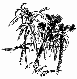 Серед дикунів Нової Гвінеї - im_026.png