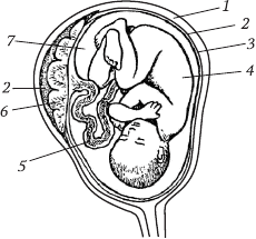 Перинатология и перинатальная психология - i_020.png
